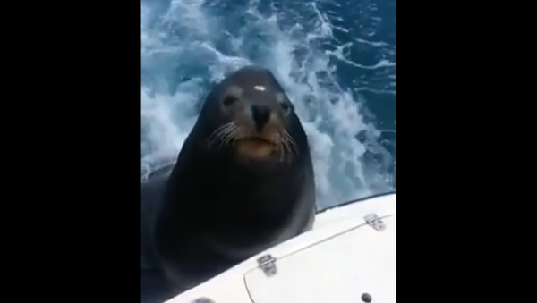 Unexpected Free Riders: Seals Chill Hitching to Speedboat - Sputnik International