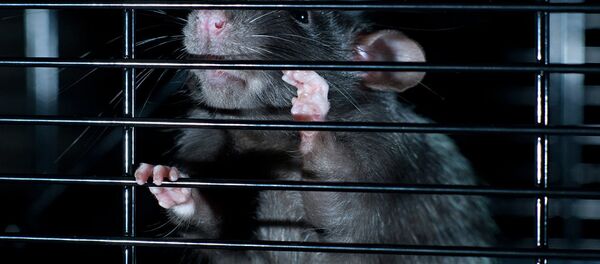 Thomas Herring, 39, of Lackawanna, NY, was convicted of obstruction of justice and sentenced to two years in prison on Friday after purchasing crack-cocaine for the FBI from the wrong dealer. The arrest sheds light on US law enforcement’s problematic - and often deadly - use of informants in their operations. Thomas Herring, 39, of Lackawanna, NY, was convicted of obstruction of justice and sentenced to two years in prison on Friday after purchasing crack-cocaine for the FBI from the wrong dealer. The arrest sheds light on US law enforcement’s problematic - and often deadly - use of informants in their operations. - Sputnik International