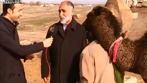 Camel Interrupts Interview - Sputnik International