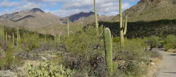 A desert in Tuscon, Arizona A desert in Tuscon, Arizona - Sputnik International