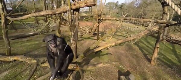 Drone Captured and Investigated By Chimps at Zoo - Sputnik International