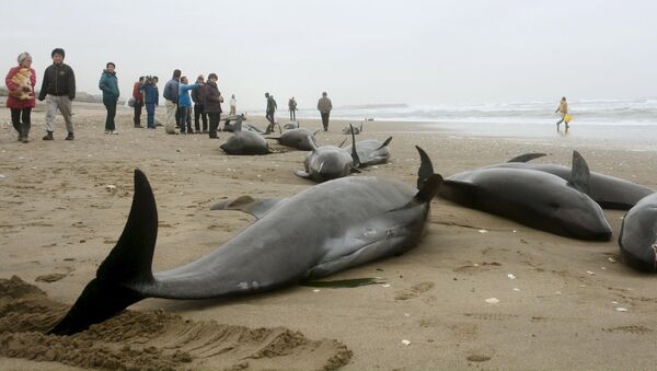 Local residents try to save melon-headed dolphins stranded on the coast in Hokota, northeast of Tokyo, in this photo taken by Kyodo - Sputnik International