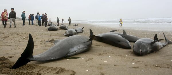 Local residents try to save melon-headed dolphins stranded on the coast in Hokota, northeast of Tokyo, in this photo taken by Kyodo Local residents try to save melon-headed dolphins stranded on the coast in Hokota, northeast of Tokyo, in this photo taken by Kyodo - Sputnik International