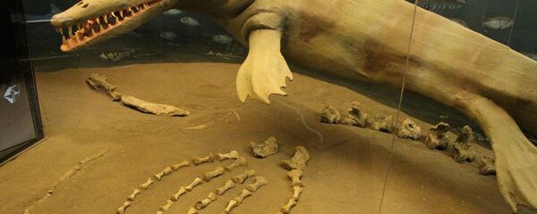 A model of a fleshed-out Mosasaur at the CFDC - Sputnik International