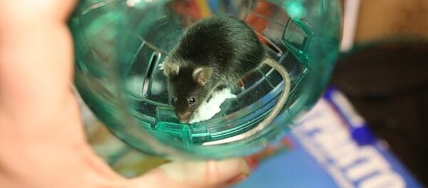 A mouse named Shum became the latest furry creature to take off from the Earth - Sputnik International