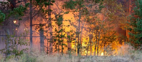 wildfire wildfire - Sputnik International