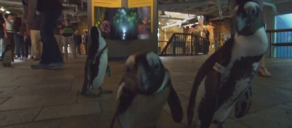 It's a Penguin Parade! It's a Penguin Parade! - Sputnik International