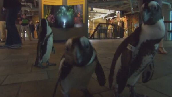 It's a Penguin Parade! - Sputnik International