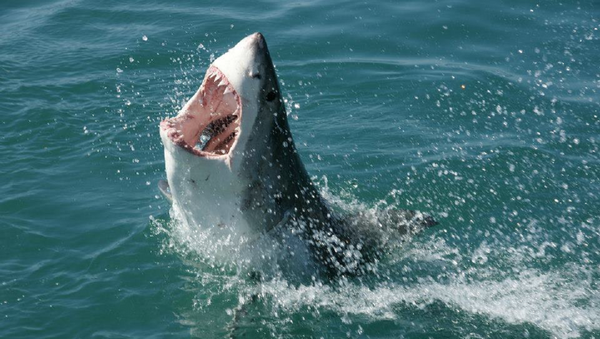 Shark in South Africa - Sputnik International