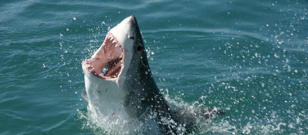 Shark in South Africa Shark in South Africa - Sputnik International