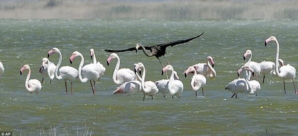 Scientists photograph what may be the only black flamingo in the world Scientists photograph what may be the only black flamingo in the world - Sputnik International