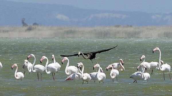Scientists photograph what may be the only black flamingo in the world - Sputnik International