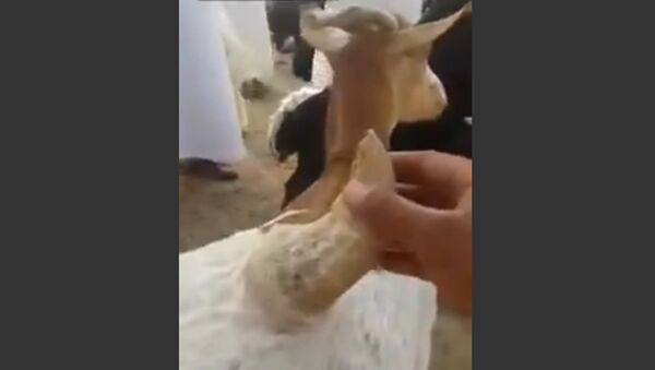 Goat with a horn on it's back - Sputnik International