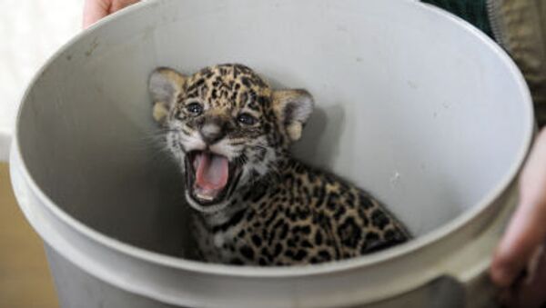A one-month-old jaguar cub - Sputnik International