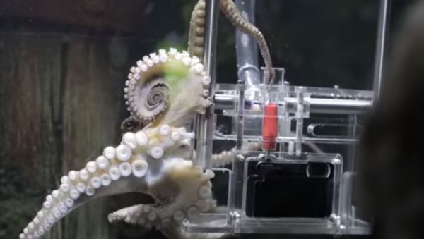 Say Cheese: For $2 Bucks This Octopus Will Take Your Picture - Sputnik International