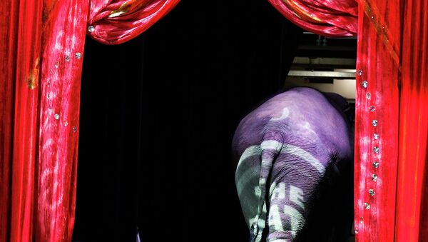 Circus Performance - Sputnik International