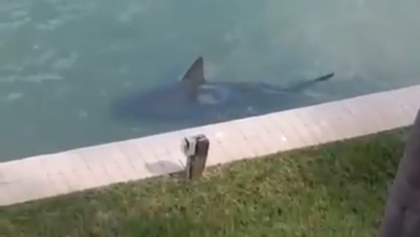 Terrifying Shark Lurking in Florida Backyard - Sputnik International