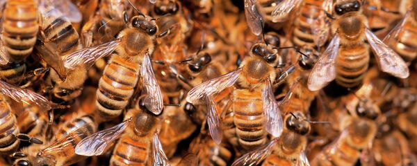 Wild bees, Apidae, Brazil, Pantanal Wild bees, Apidae, Brazil, Pantanal - Sputnik International