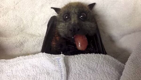 Flying-Fox (bat) eats grapes - Sputnik International