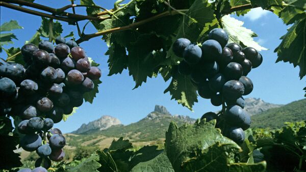 The famous Muscat Hamburg grapes on the plantations of Koktebel, Crimea - Sputnik International