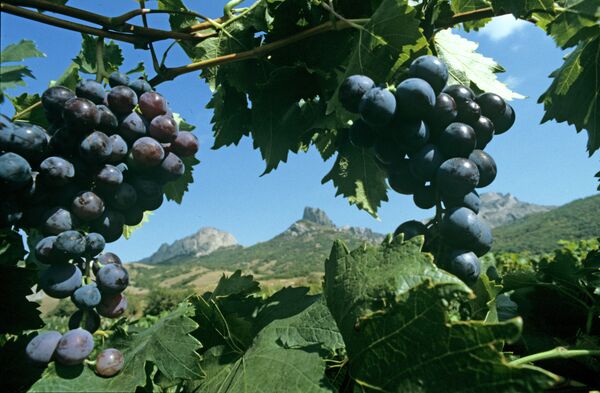 The famous Muscat Hamburg grapes on the plantations of Koktebel, Crimea - Sputnik International