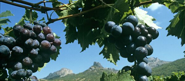 The famous Muscat Hamburg grapes on the plantations of Koktebel, Crimea - Sputnik International