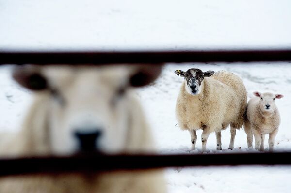 A sheep and her spring lamb are pictured in a field covered with fresh snow in Stirlingshire, in Scotland, on March 30, 2010 A sheep and her spring lamb are pictured in a field covered with fresh snow in Stirlingshire, in Scotland, on March 30, 2010 - Sputnik International