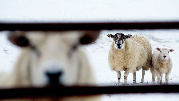 A sheep and her spring lamb are pictured in a field covered with fresh snow in Stirlingshire, in Scotland, on March 30, 2010 - Sputnik International
