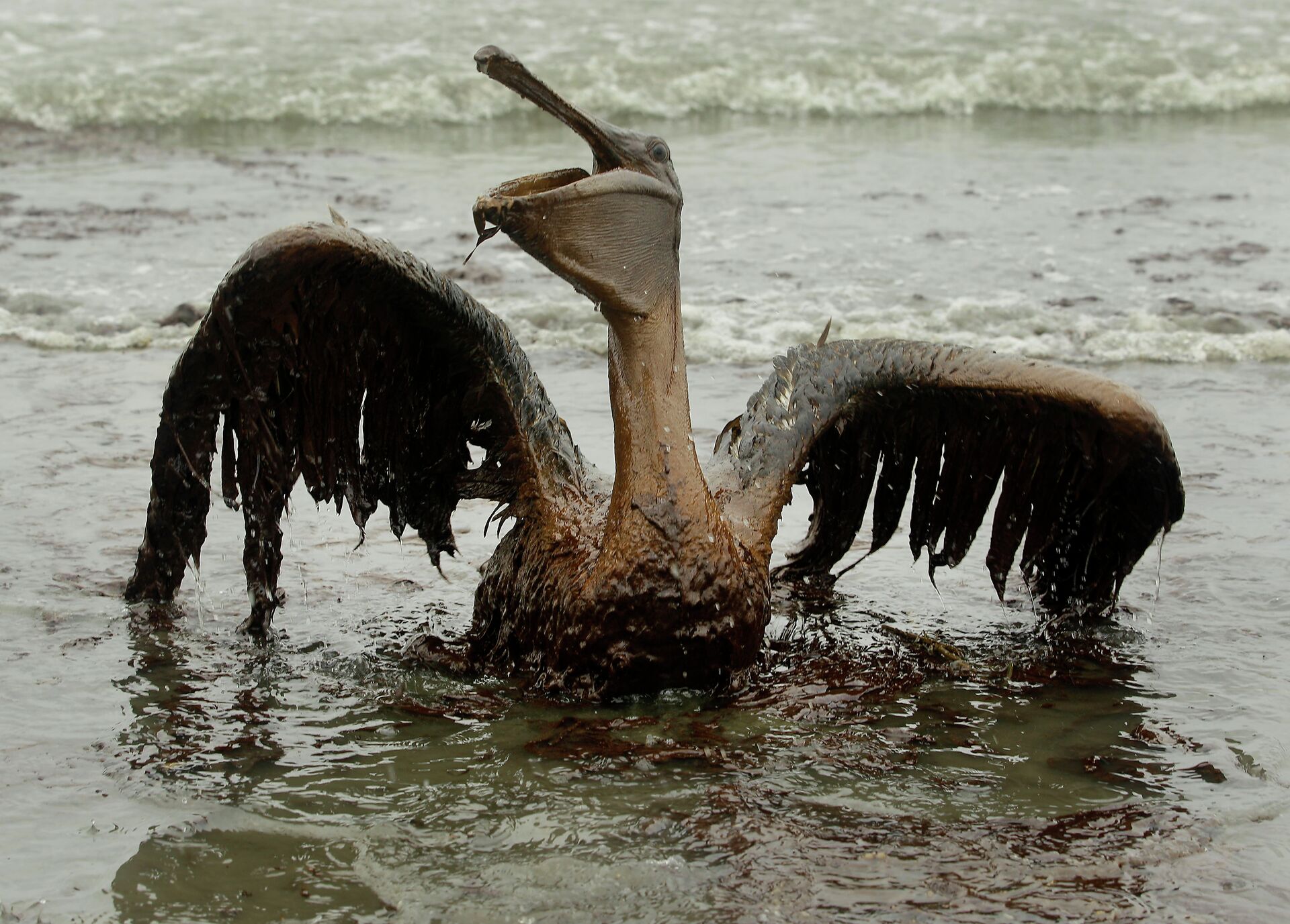  Oil from the Deepwater Horizon has affected wildlife throughout the Gulf of Mexico - Sputnik International, 1920, 21.02.2022