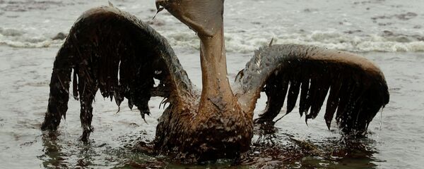 Oil from the Deepwater Horizon has affected wildlife throughout the Gulf of Mexico - Sputnik International
