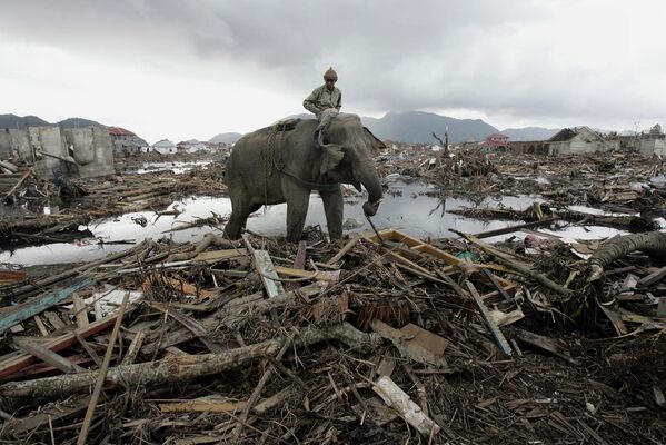 In this January 10, 2005 photo, an elephant which belongs to forest ministry removes debris in Banda Aceh, Indonesia. - Sputnik International