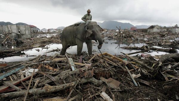 In this January 10, 2005 photo, an elephant which belongs to forest ministry removes debris in Banda Aceh, Indonesia. - Sputnik International