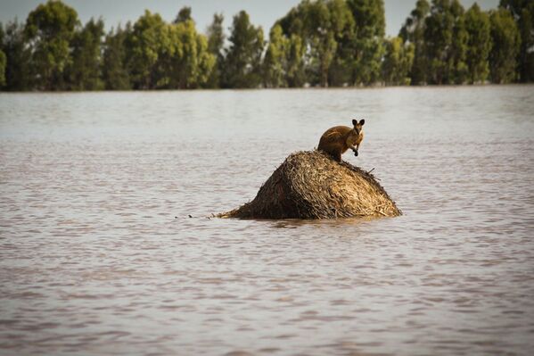 A wallaby stands on a large round hay bail trapped by rising flood waters outside the town of Dalby in Queensland, Australia. - Sputnik International