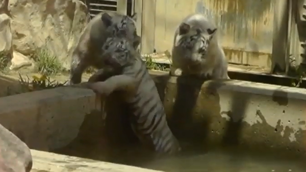 Oh Brother! Tiger Cub Saved by Brothers - Sputnik International