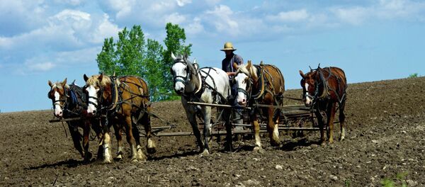 An Amish farmer uses a horse drawn harrow in a field on his farm near Wilson, Wisconsin - Sputnik International