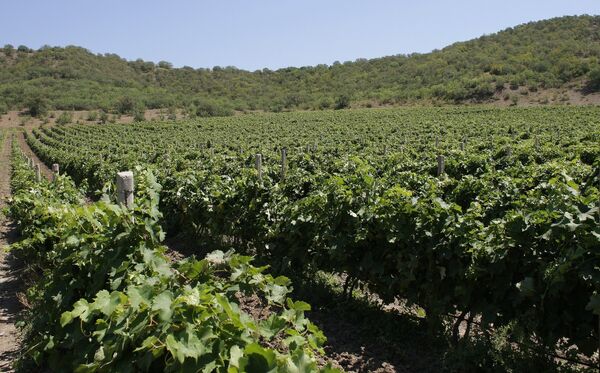 Vineyards in Crimea Vineyards in Crimea - Sputnik International