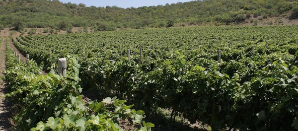 Vineyards in Crimea Vineyards in Crimea - Sputnik International