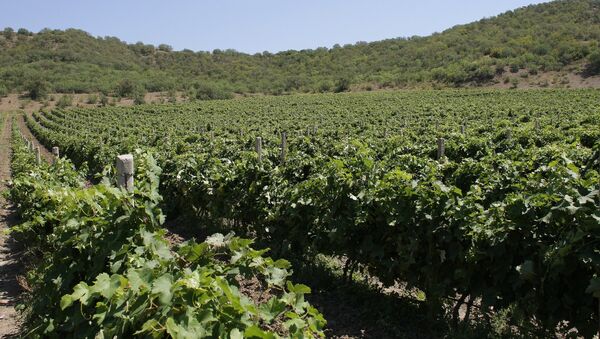 Vineyards in Crimea - Sputnik International