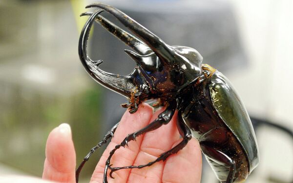 Giant Atlas Beetle Giant Atlas Beetle - Sputnik International