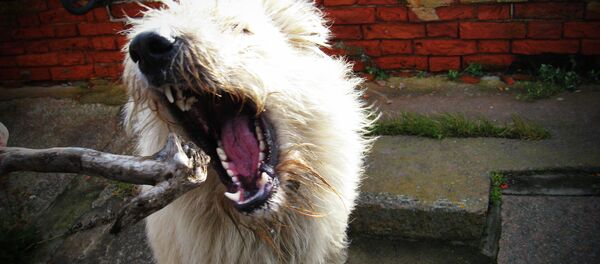 Plague dog - Sputnik International