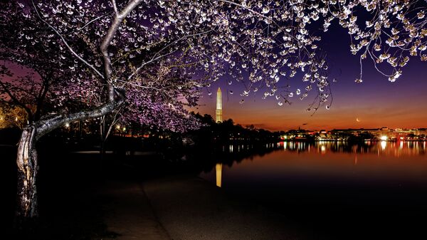 Washington DC cherry tree night, file photo - Sputnik International