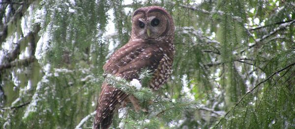 Spotted Owl - Sputnik International