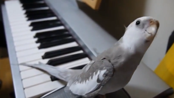Extremely Talented Singing Parrot Steals the Show - Sputnik International