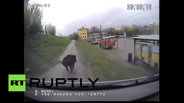 Police hunting a boar - Sputnik International