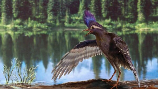 A reconstruction of the oldest ornithuromorph, Archaeornithura meemannae, a specialized wading bird from the Early Cretaceous of China - Sputnik International
