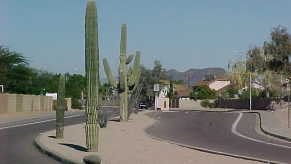 Arizona Town Secretly Installs Plate  Scanning Cameras in Fake Cactuses - Sputnik International