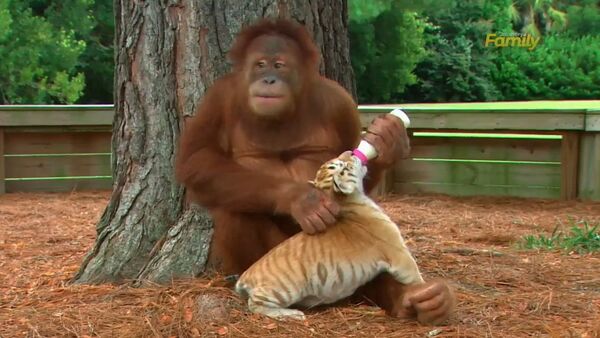 Discovery Family Daytime Orangutan babysits tiger cubs - Sputnik International