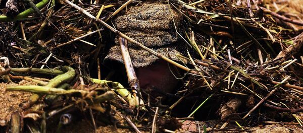 A US Marine hides among sand and sticks. - Sputnik International