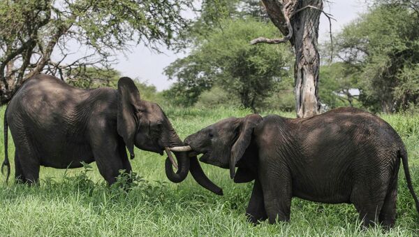 African elephants in northern Tanzania - Sputnik International