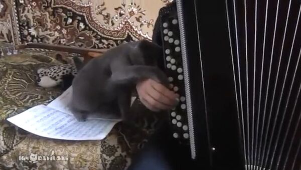 An anti-musical cat - Sputnik International